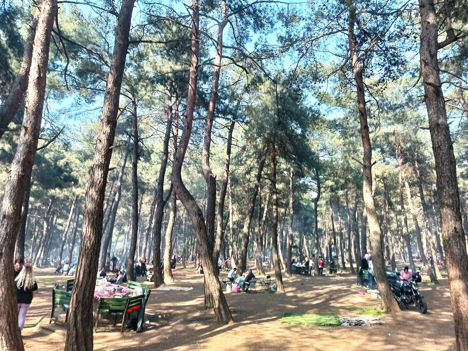 Ataturk's Urban Forest photo 2