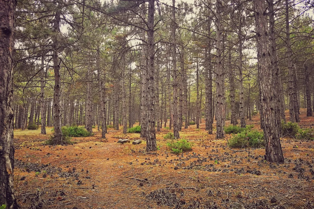 Eskişehir Urban Forest photo 1