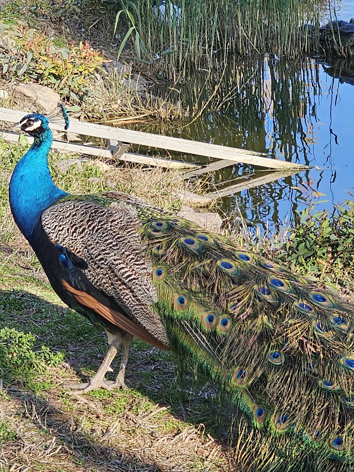 Izmir Wildlife Park photo 11