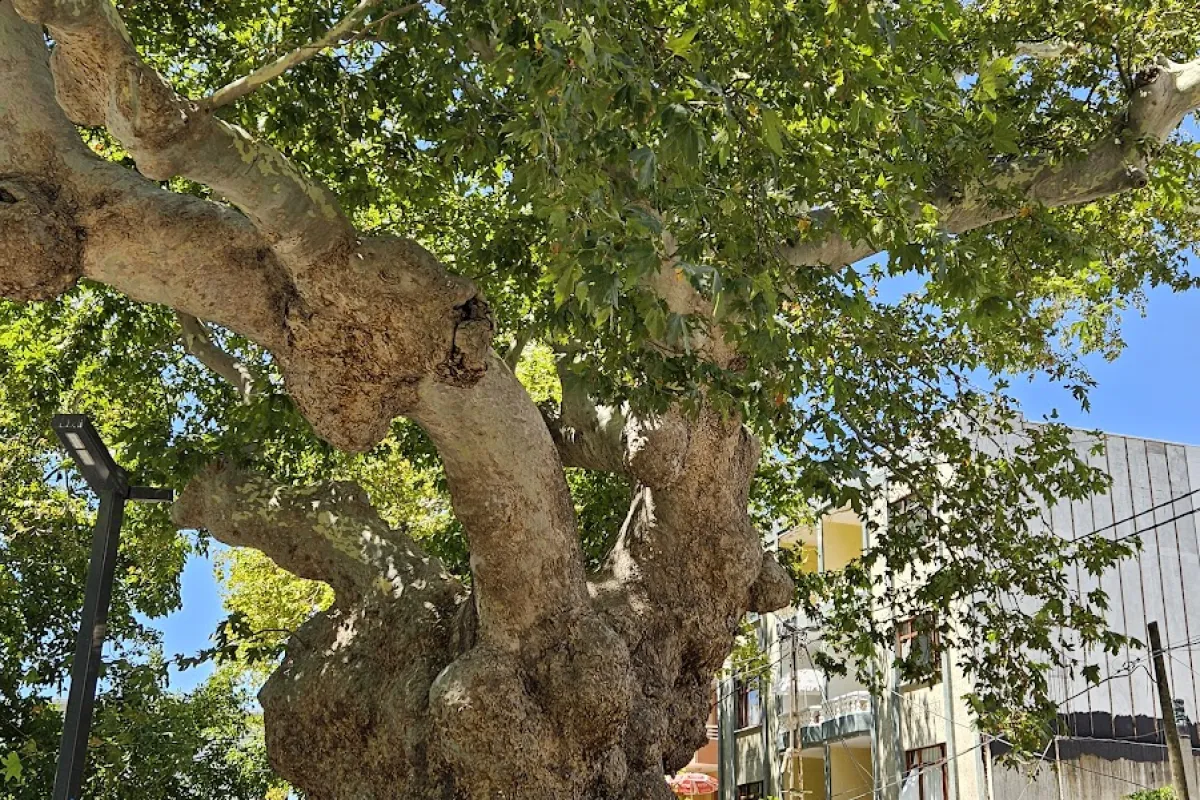 Çınarlı Köyü Meydanı photo 1