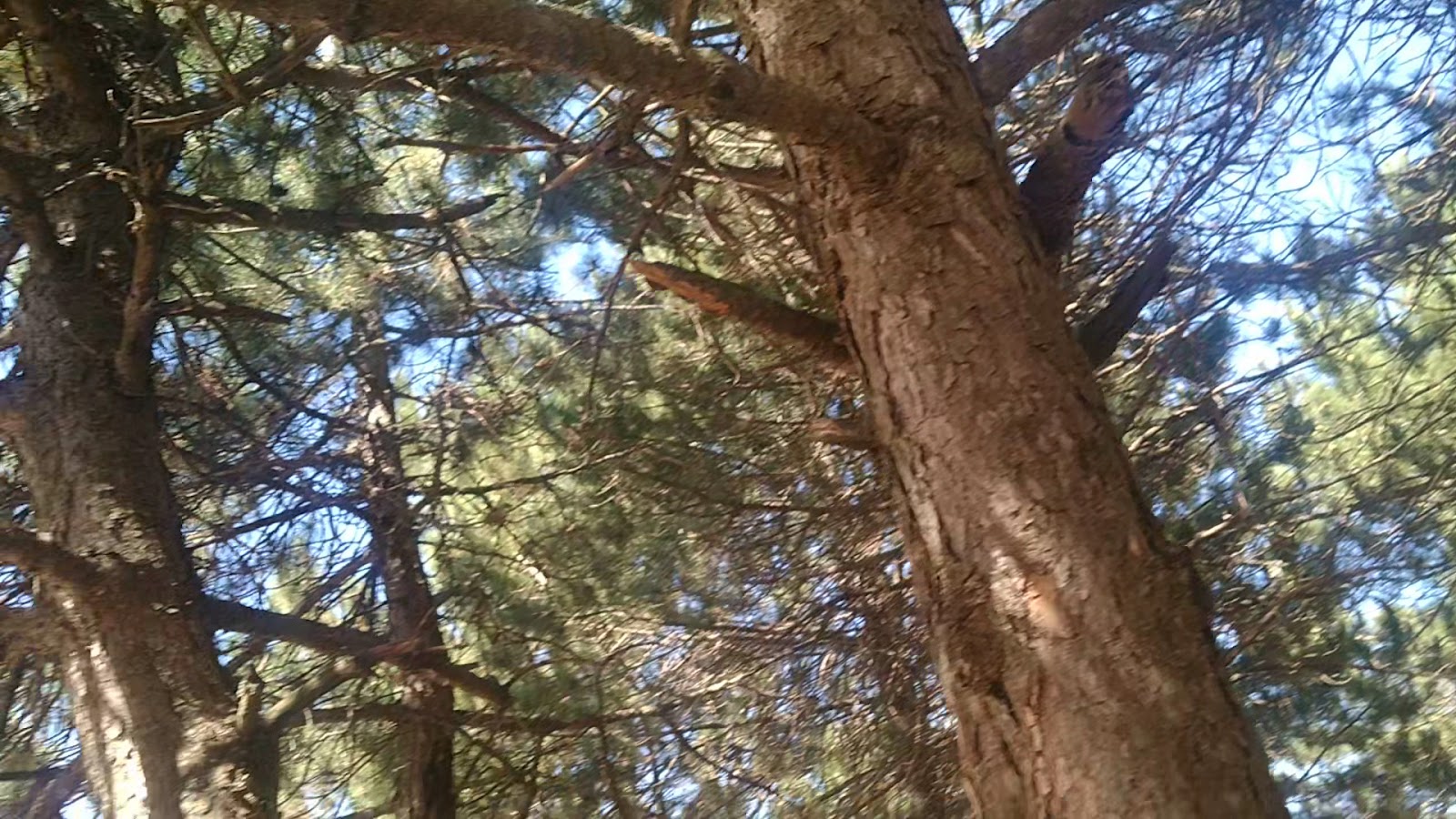 Spil Mountain Picnic Alani photo 3