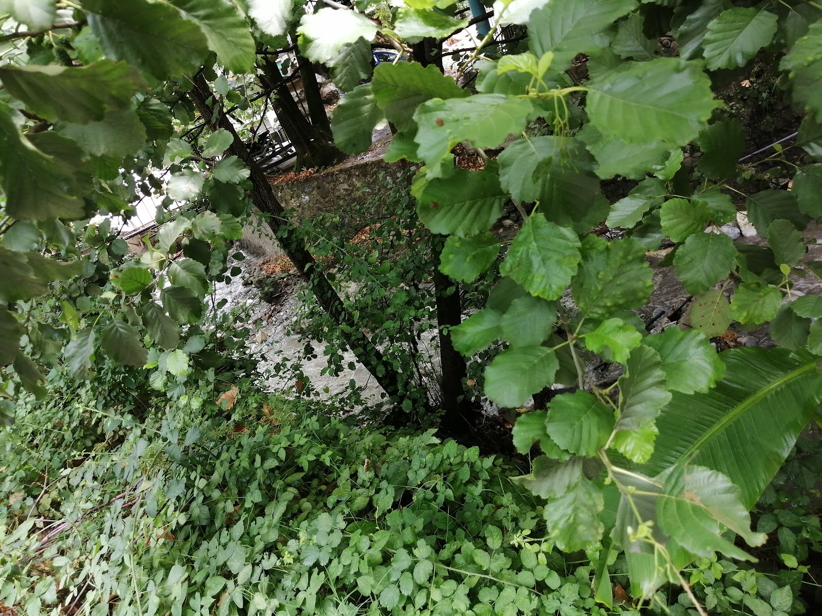 Maşukiye Mesire Alanı photo 7