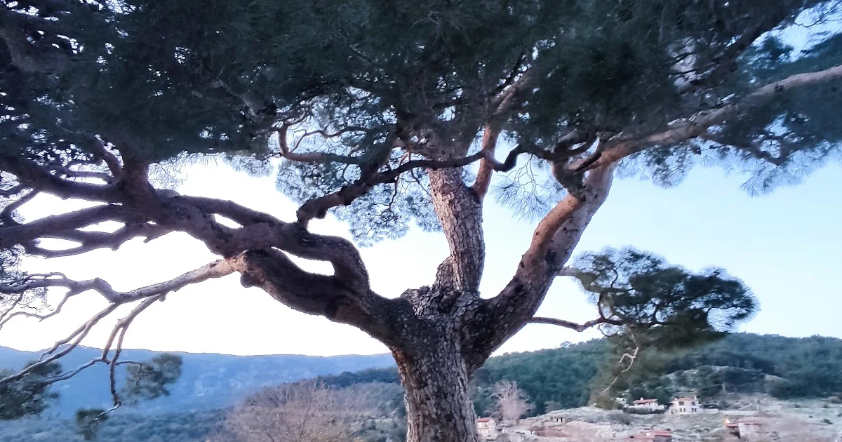 Kavurmacılar köyü, sarıkızın köyü, Gelin ağacı parkı photo 1