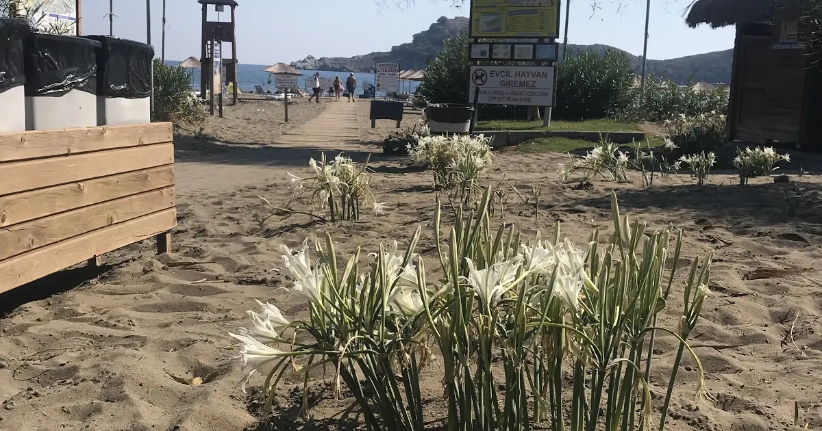 Sarıgerme Beach photo 1