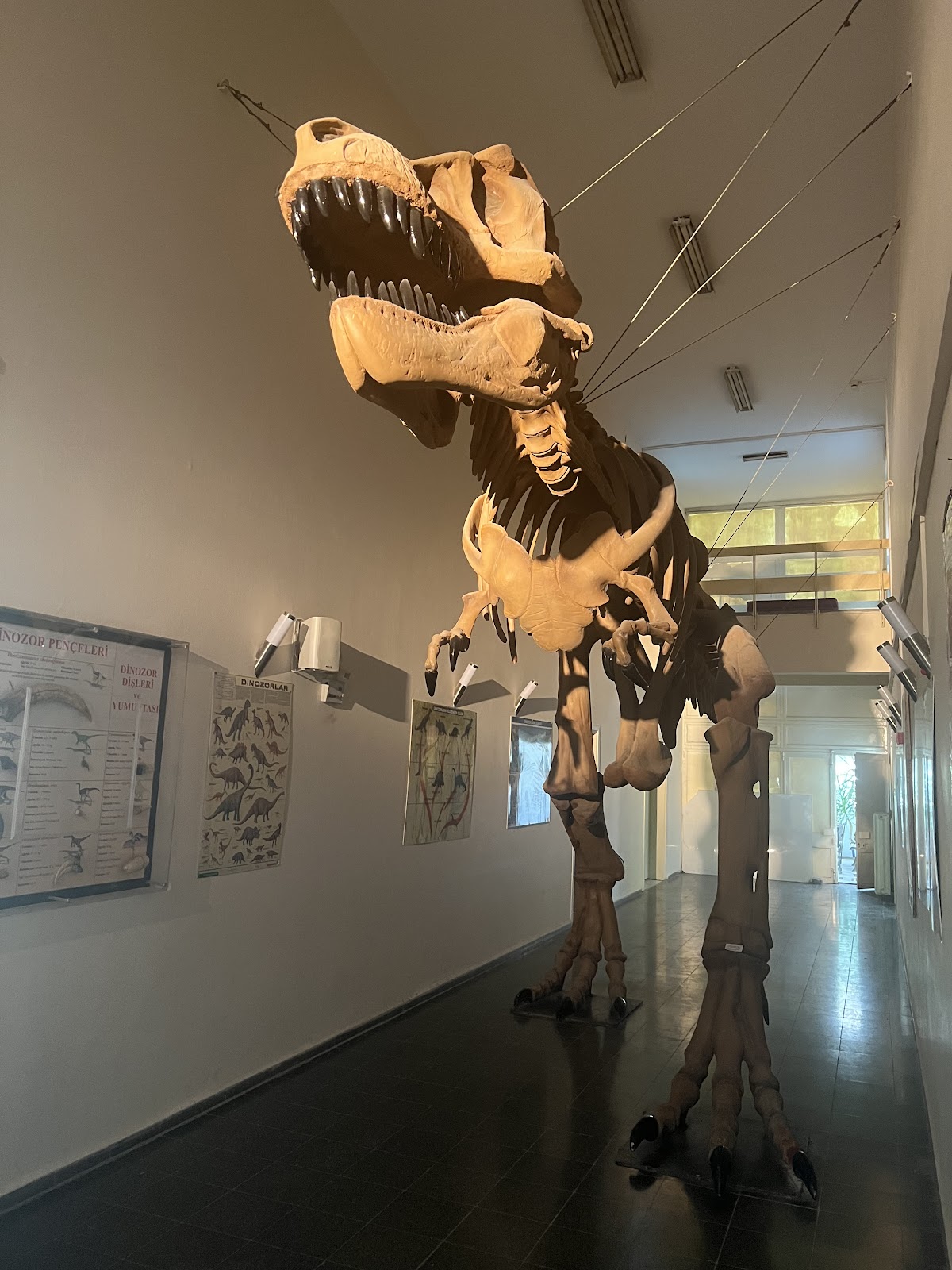 Natural History Museum photo 3