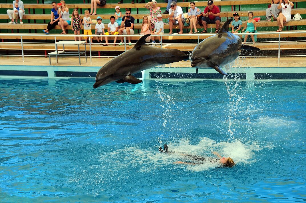 Aksu Dolphinarium photo 5