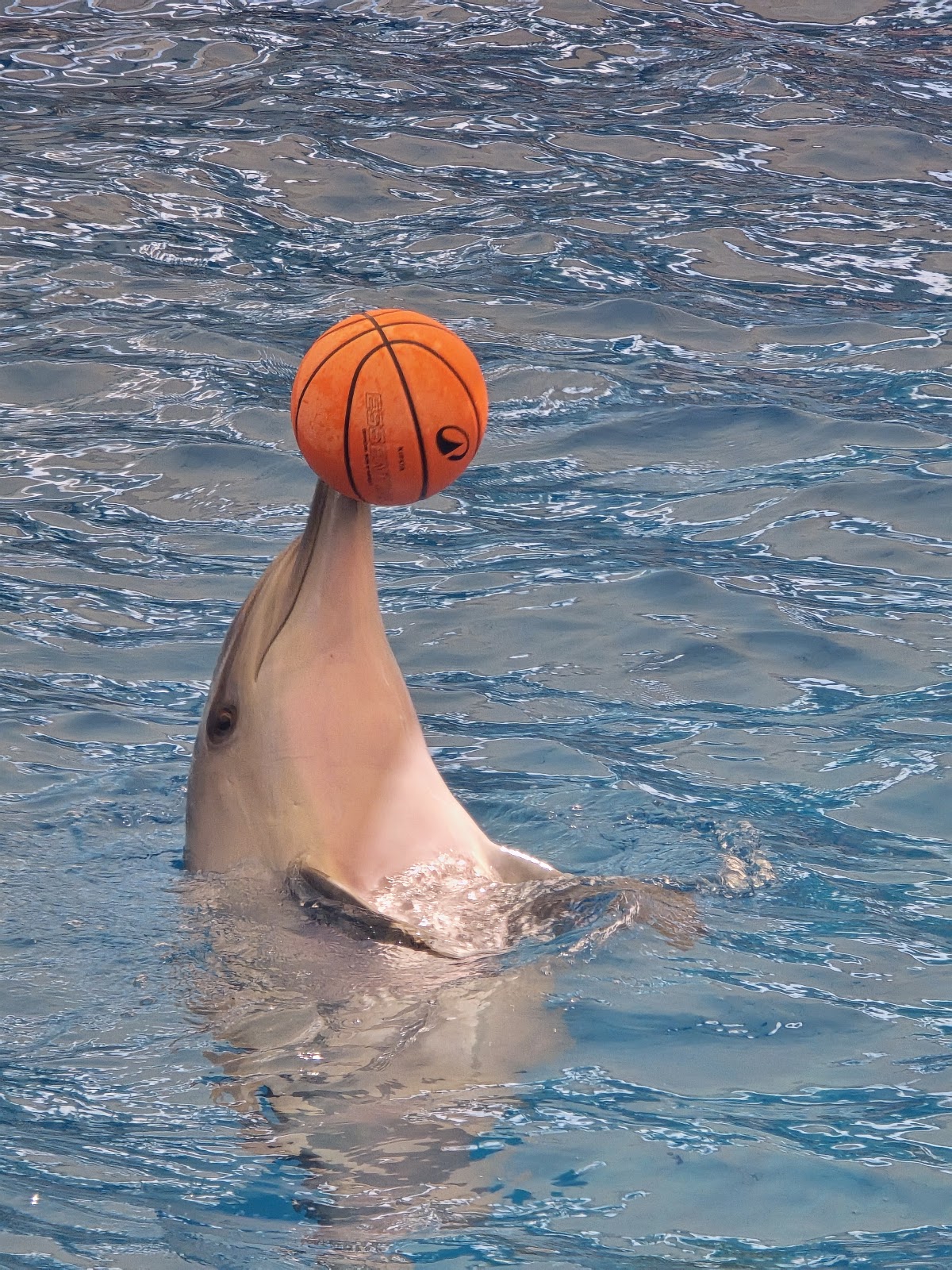 Aksu Dolphinarium photo 7