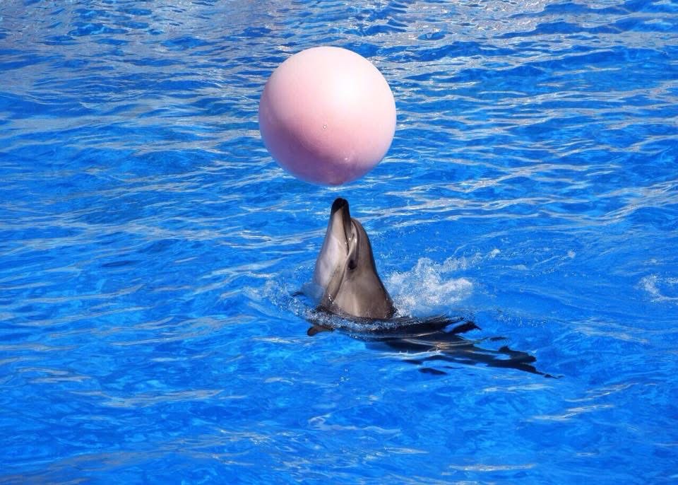 Aksu Dolphinarium photo 3