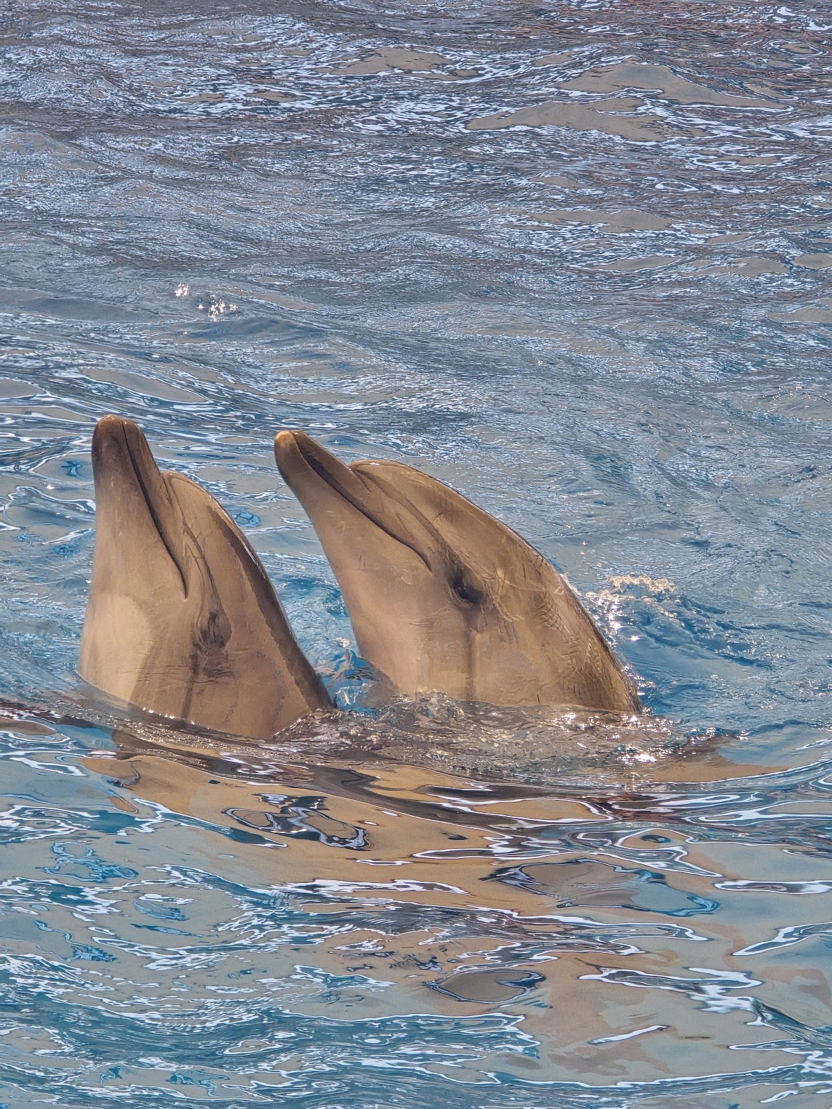Aksu Dolphinarium photo 10