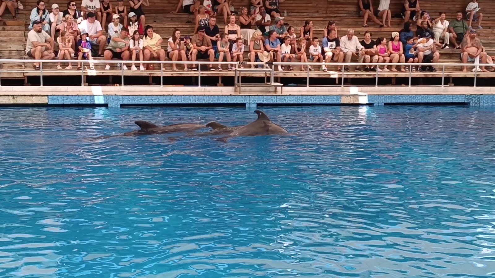 Aksu Dolphinarium photo 4