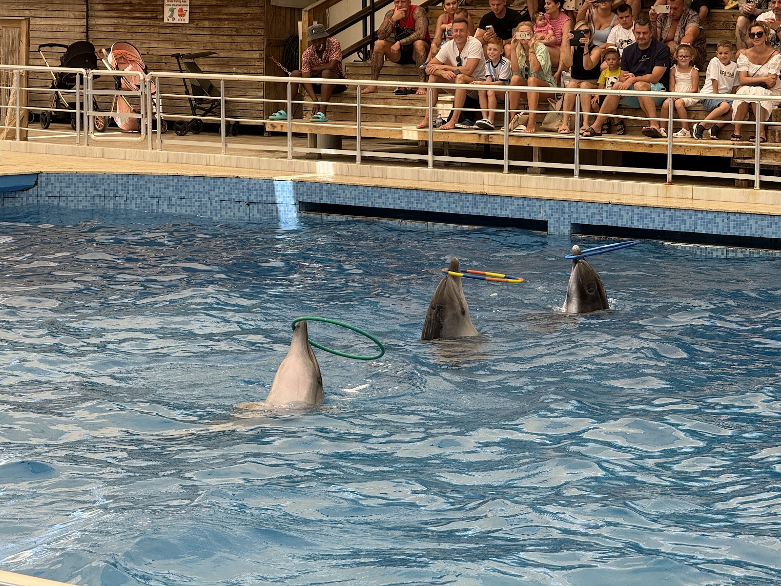 Aksu Dolphinarium photo 1