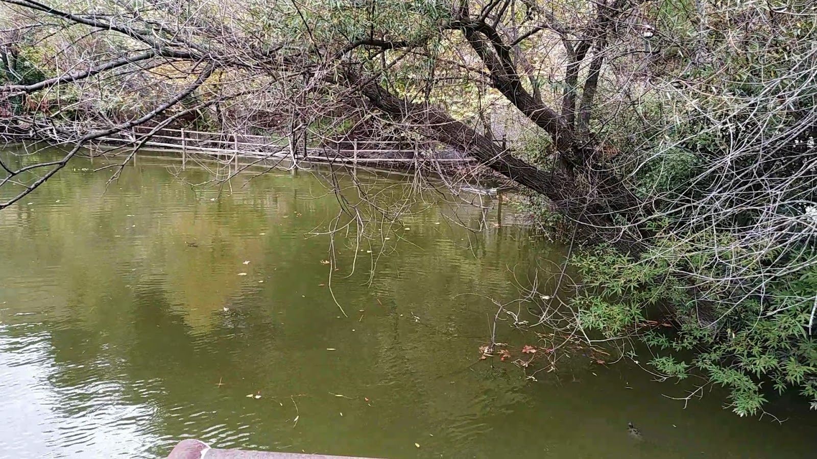 Mesir Tabiat Parkı photo 4