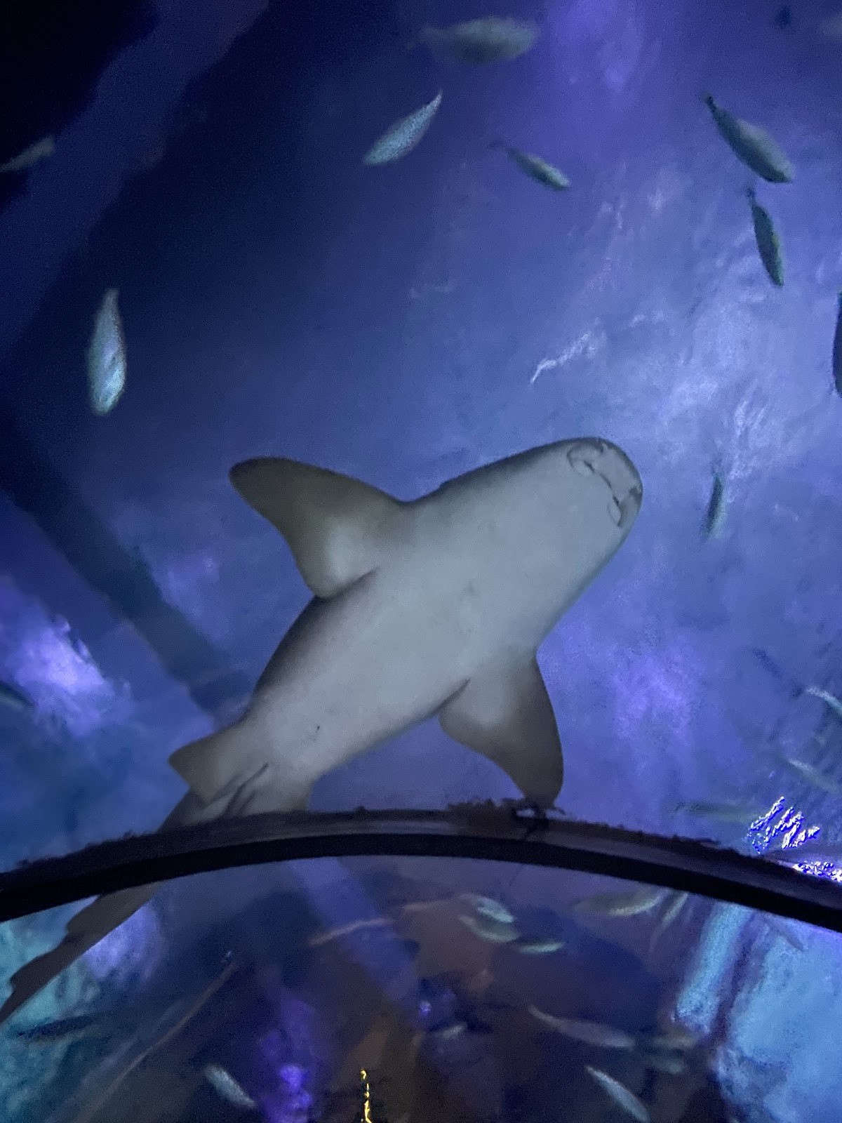 Funtastic Aquariums İzmir photo 1