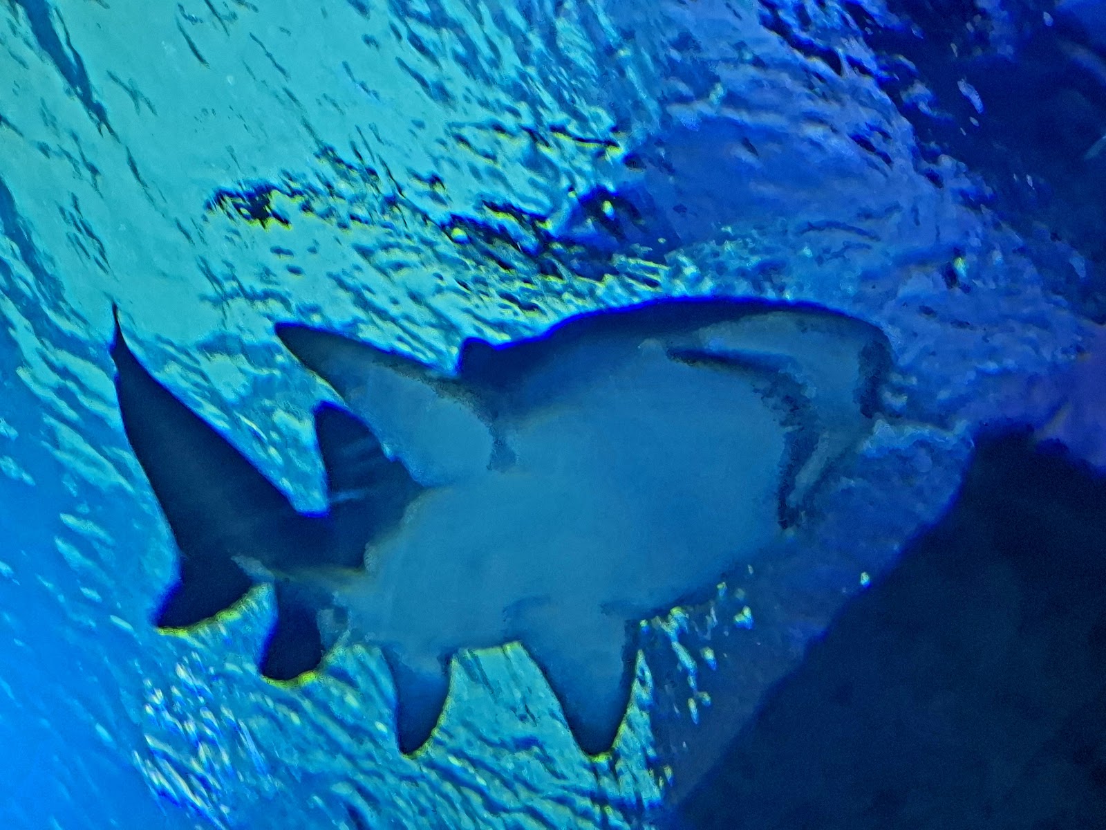 Funtastic Aquariums İzmir photo 9