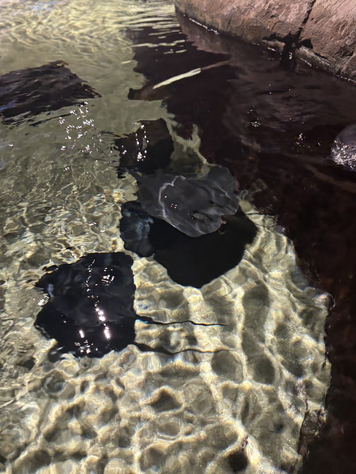 Funtastic Aquariums İzmir photo 3