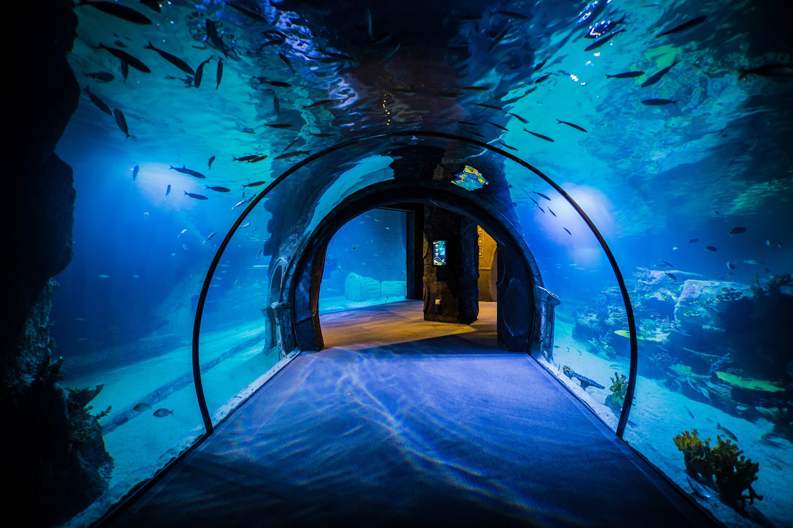Funtastic Aquariums İzmir photo 2