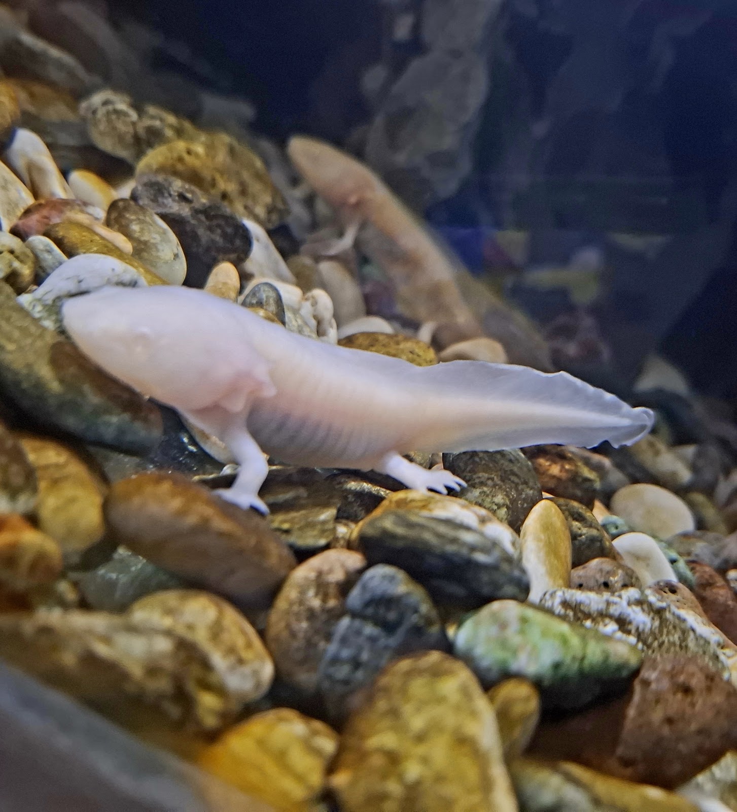 Funtastic Aquariums İzmir photo 10