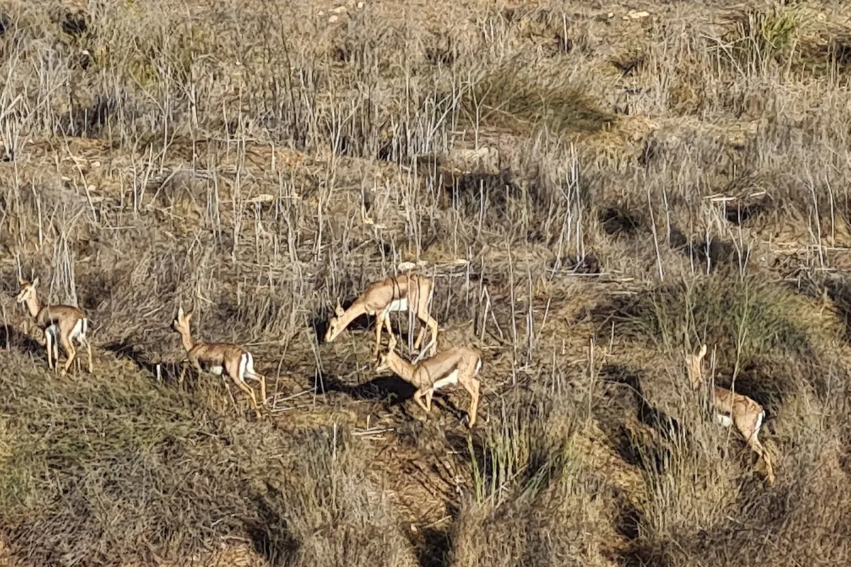 Gazelle Valley photo 1