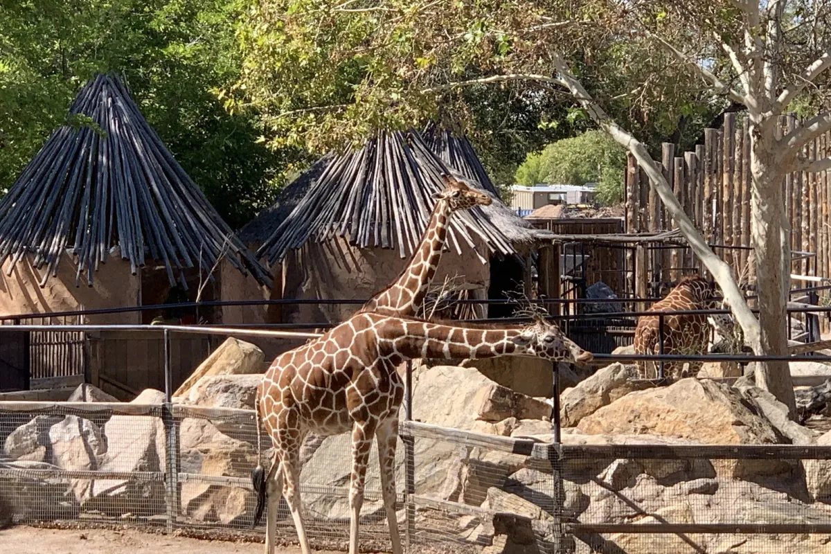ABQ BioPark Zoo photo 1