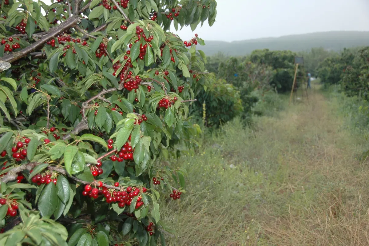 בוסתן בראשית בגולן photo 1