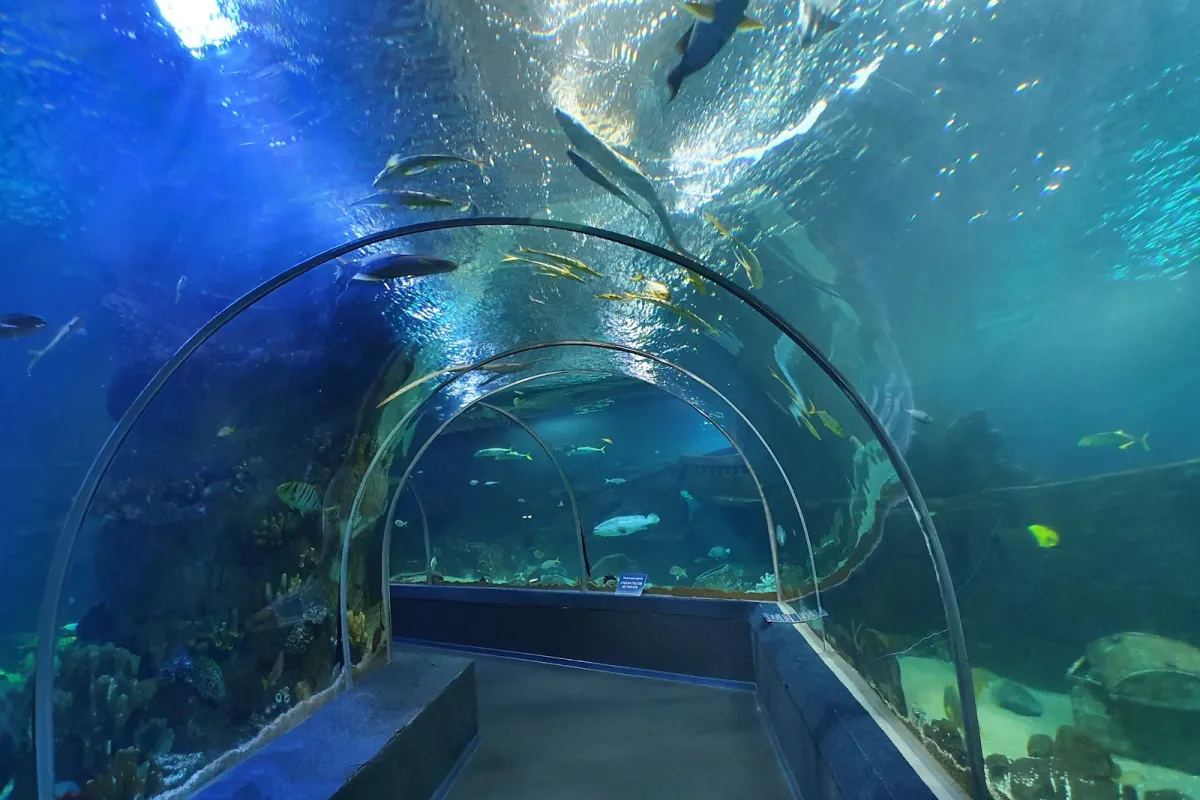 Sochi Discovery World Aquarium photo 1