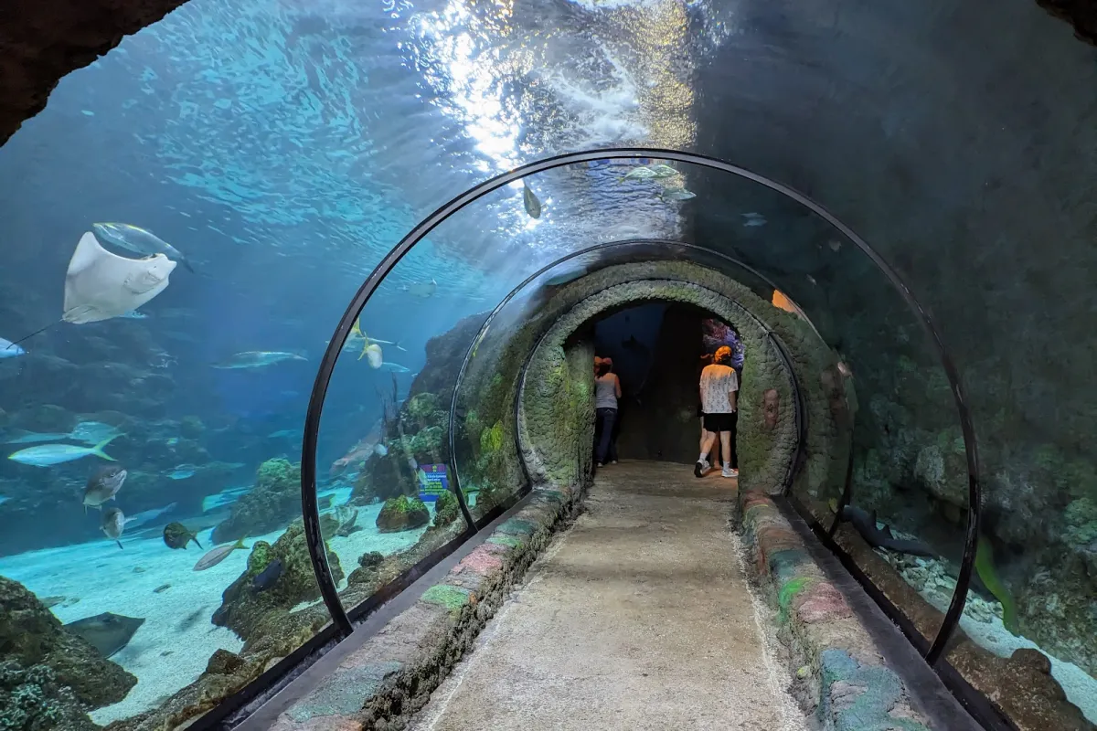 Downtown Aquarium photo 1