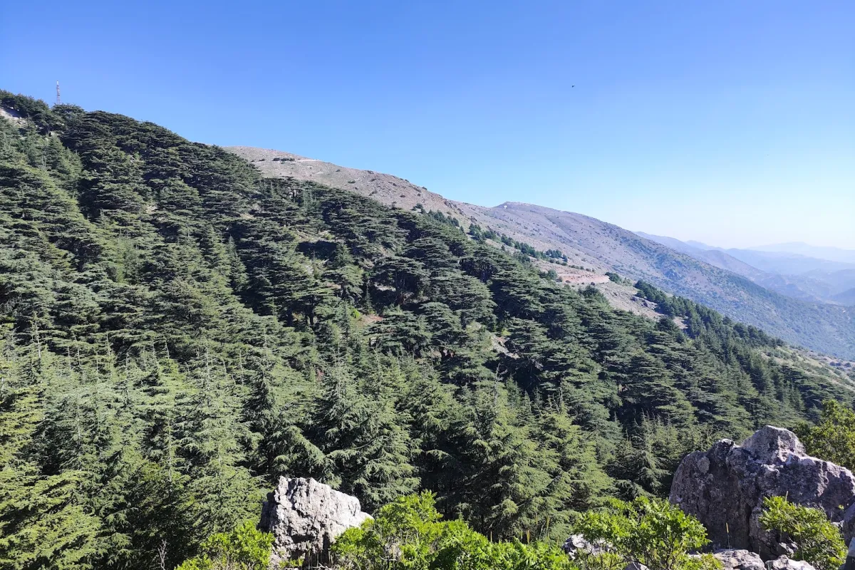 Shouf Biosphere Reserve / Maasser Cedar Forest photo 1