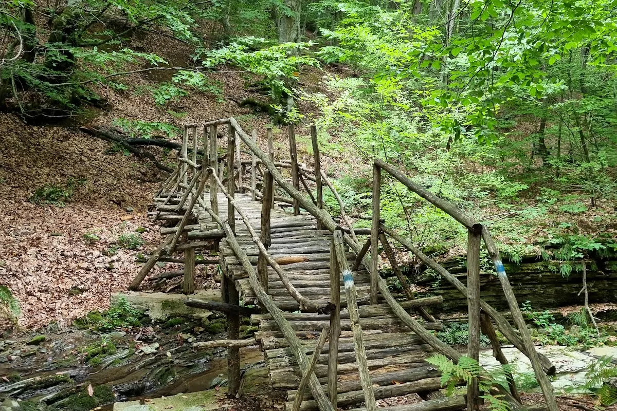 "The Wild Rhododendron Kingdom” Interpretive Trail photo 1