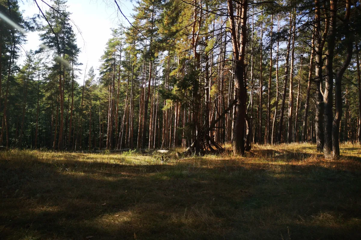 Voronezhskiy Gosudarstvennyy Prirodnyy Biosfernyy Zapovednik Imeni V.m. Peskova photo 1
