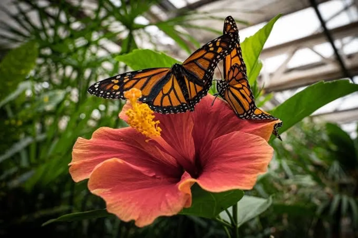 Butterfly Pavilion photo 1
