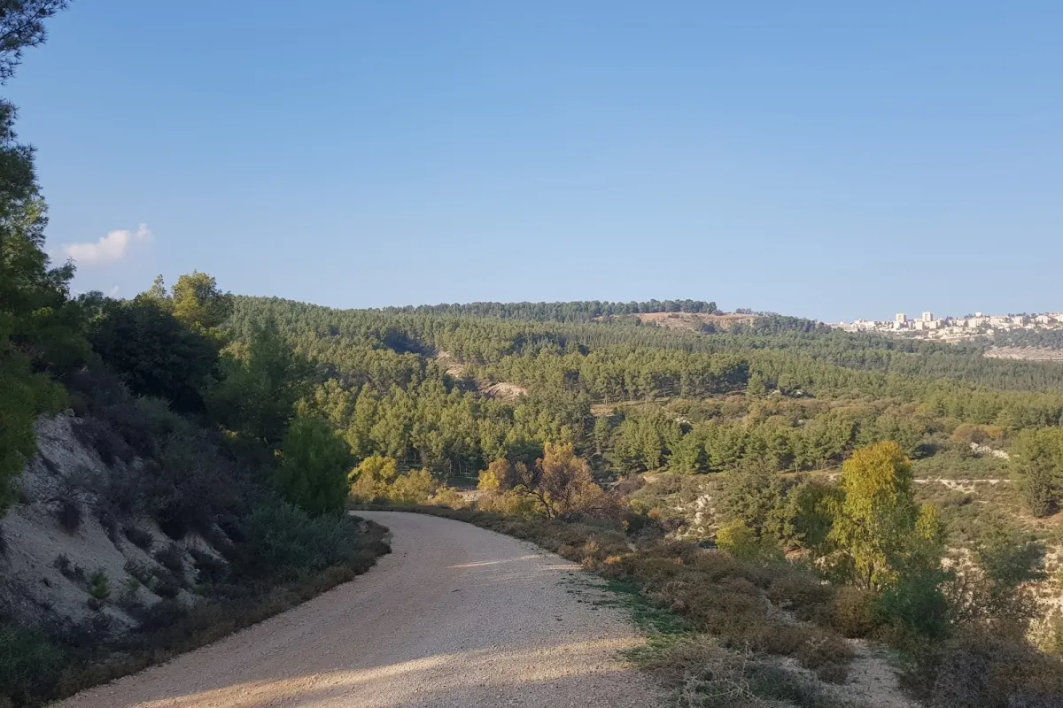Limonim Forest photo 1