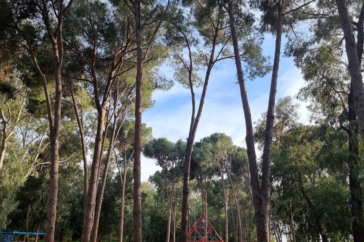 Kadima Forest photo 1