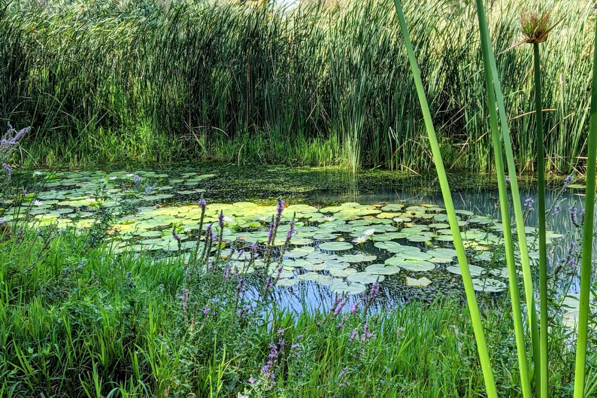 Mekorot HaYarkon Gan Leumi Yarkon photo 1