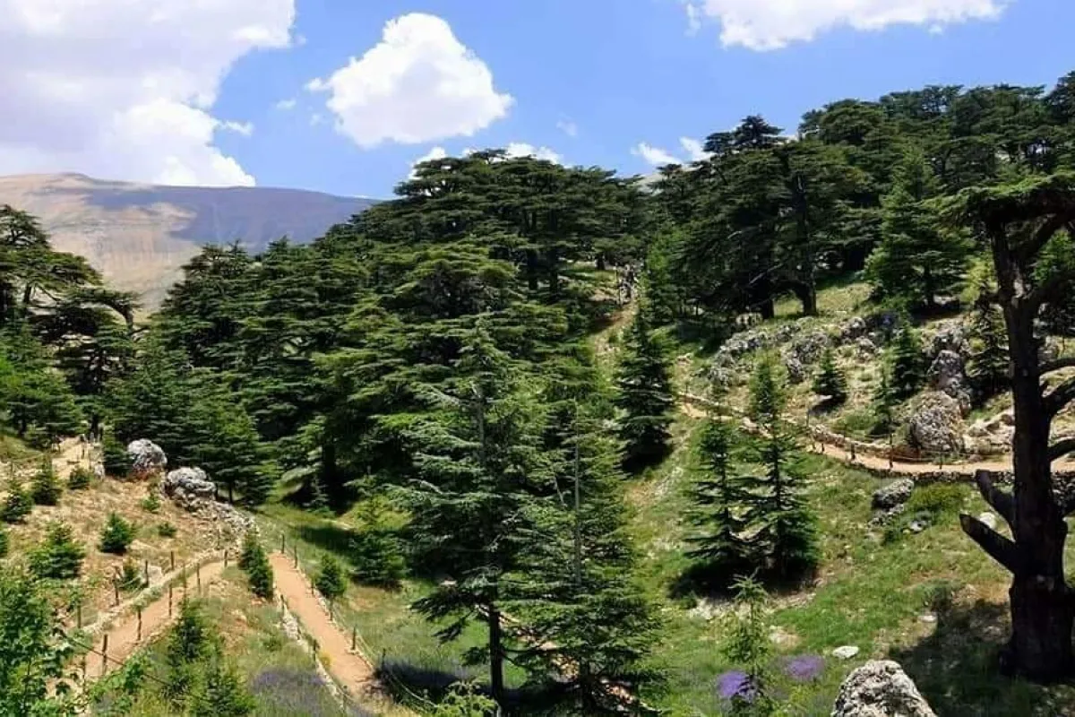 Cedars of God Bsharri photo 1