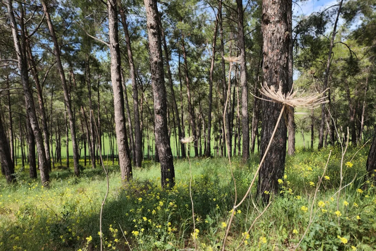 Forest Promenade Yokneam Illit photo 1