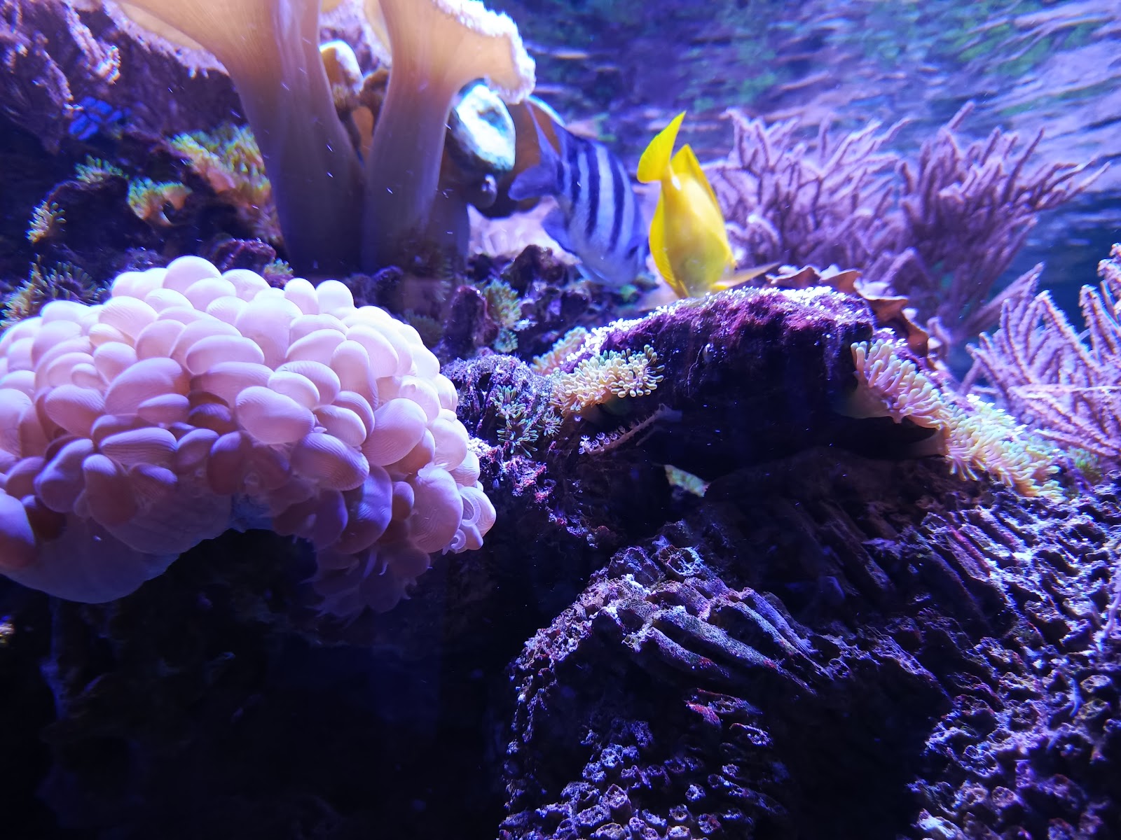 The Oceanarium «Sea Fairy Tale» photo 3