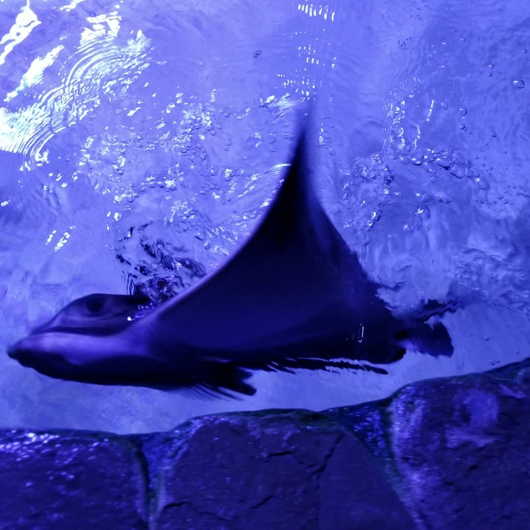 The Oceanarium «Sea Fairy Tale» photo 10