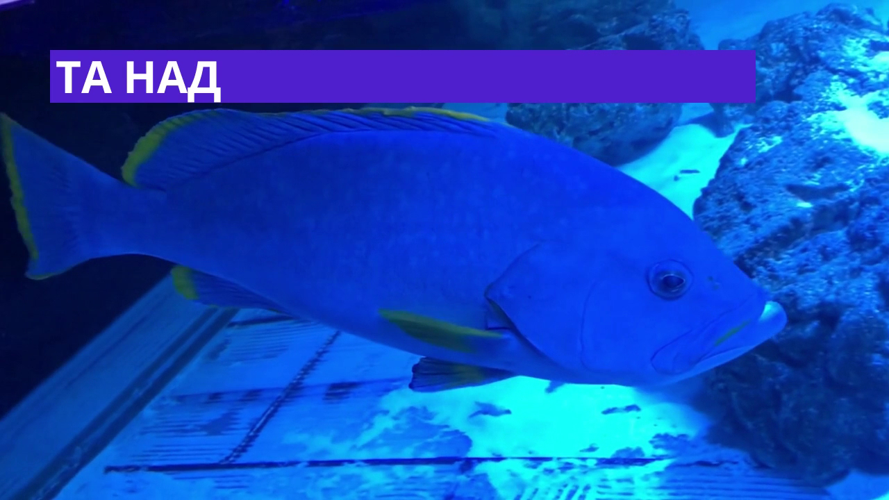 The Oceanarium «Sea Fairy Tale» photo 6