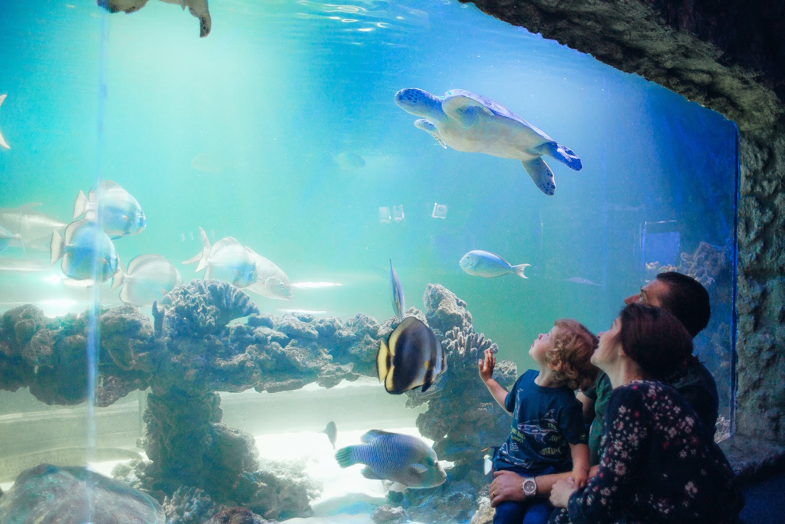 The Oceanarium «Sea Fairy Tale» photo 2