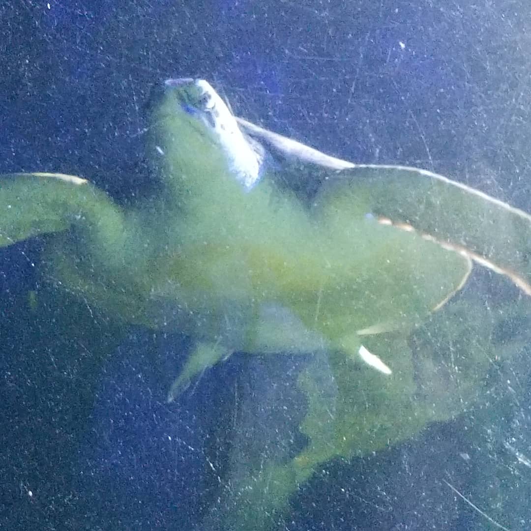 The Oceanarium «Sea Fairy Tale» photo 8