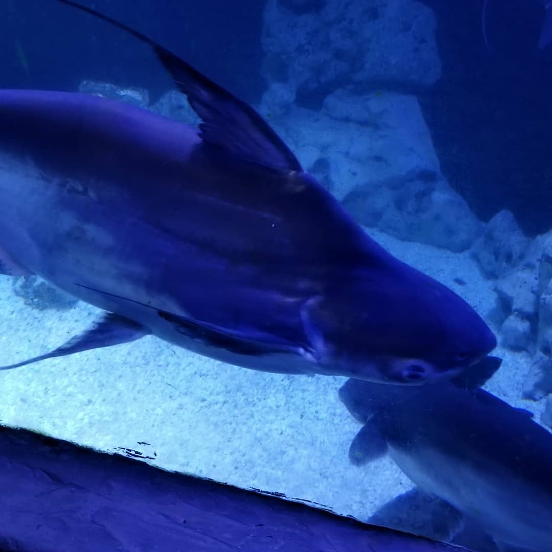 The Oceanarium «Sea Fairy Tale» photo 9
