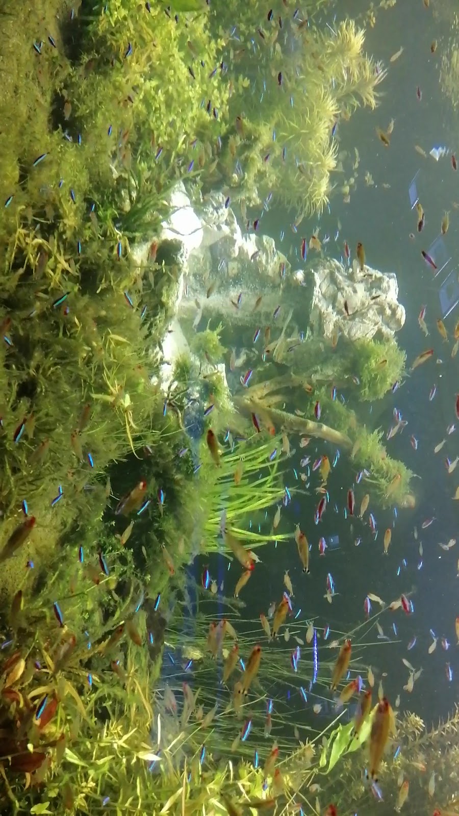 The Oceanarium «Sea Fairy Tale» photo 5