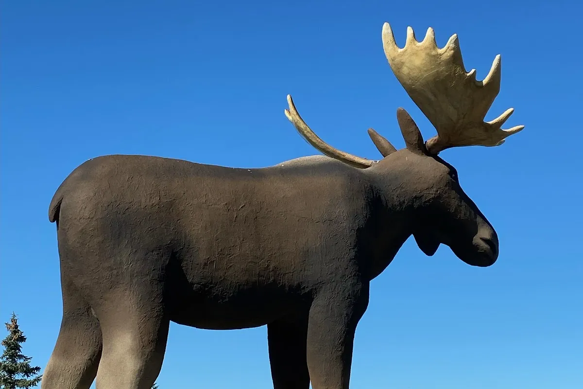 Mac the Moose photo 1