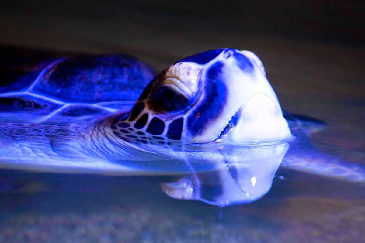 Aquaworld Aquarium & Reptile Rescue Centre photo 1