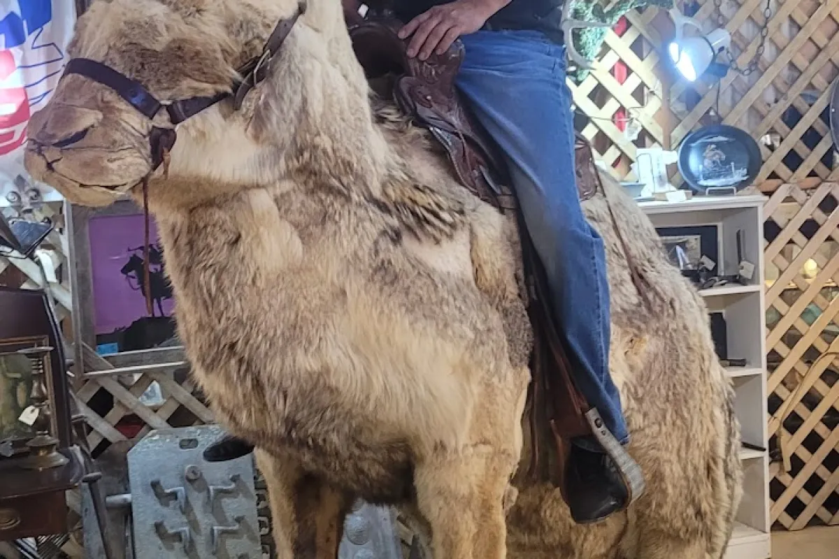 Cowboy Museum photo 1