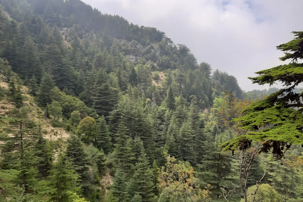 Horsh Ehden photo 1
