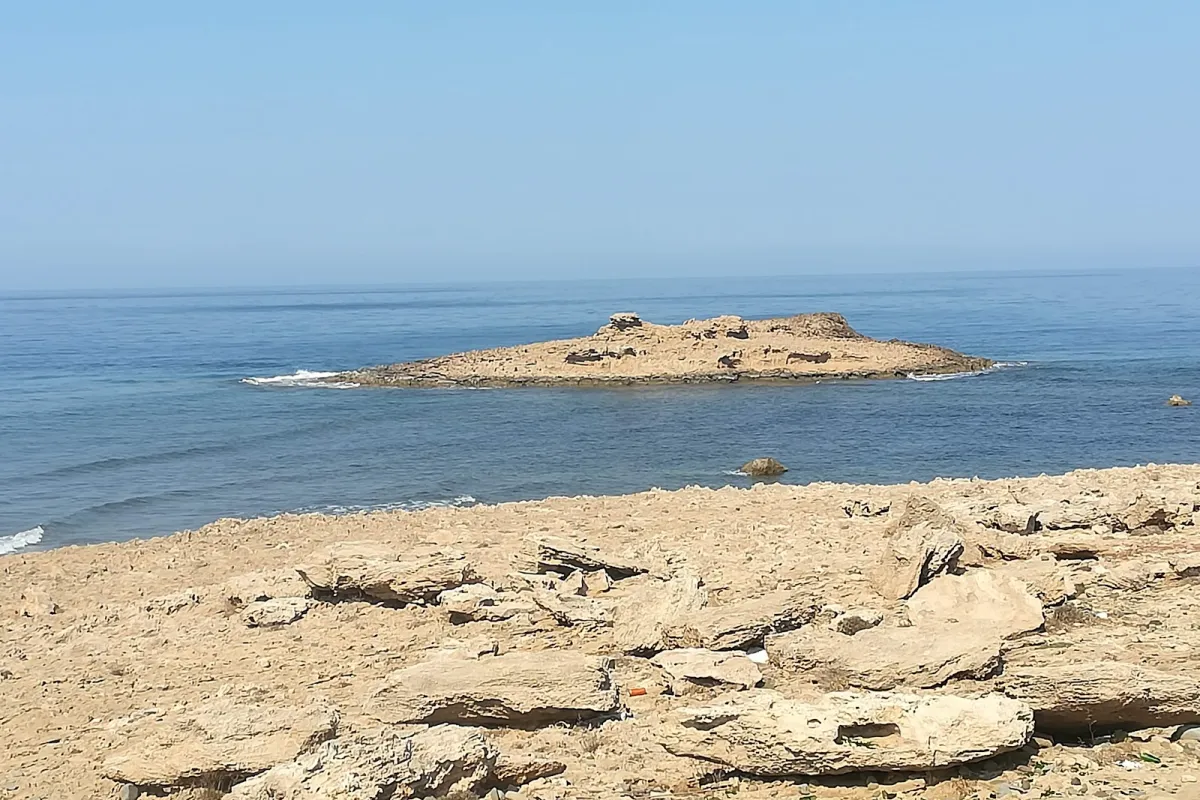 Cape kormakitis photo 1