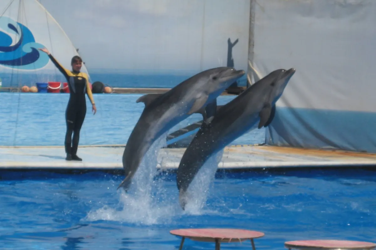 Sevastopol Dolphinarium photo 1