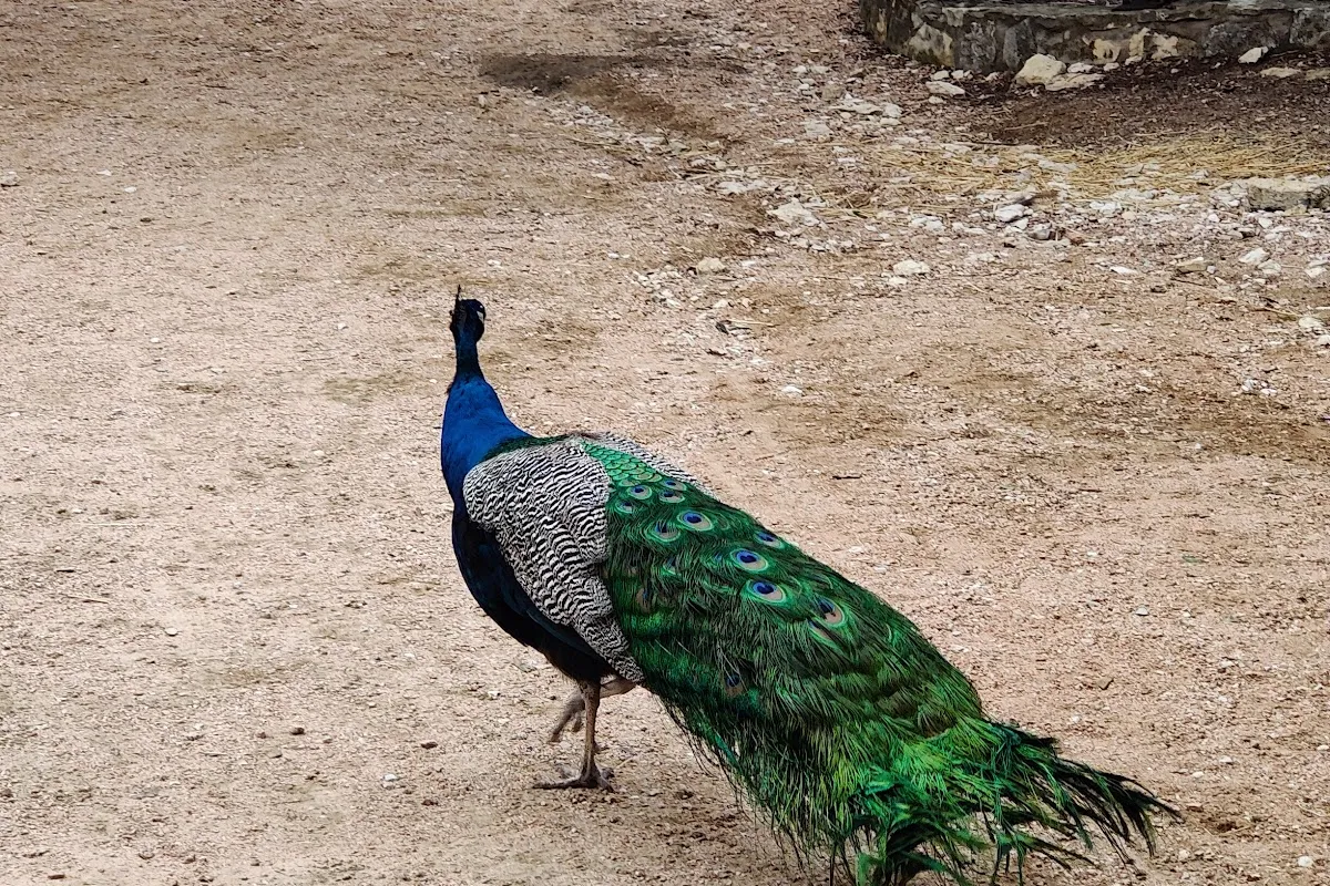 Austin Zoo photo 1