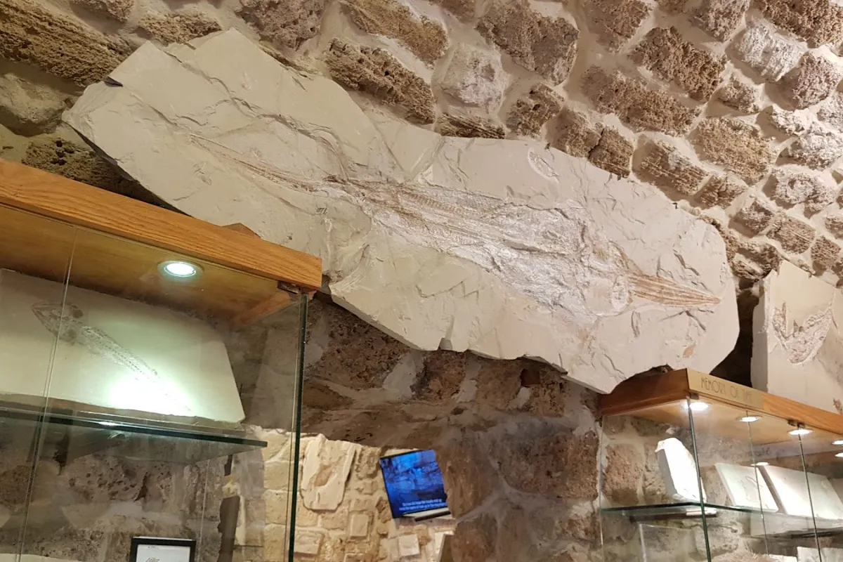 Memory Of Time Fossil Museum photo 1